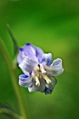 HYACINTHOIDES NON-SCRIPTA