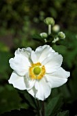 ANEMONE X HYBRIDA HONORINE JOBERT