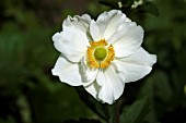 ANEMONE X HYBRIDA HONORINE JOBERT