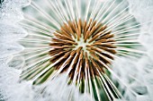 CLOSE-UP OF DANDELION CLOCK