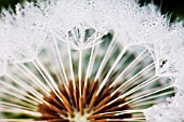 CLOSE-UP OF DANDELION CLOCK