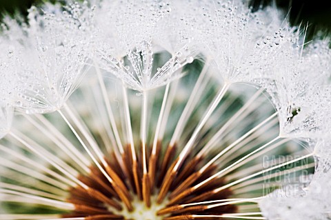 CLOSEUP_OF_DANDELION_CLOCK