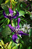 CLEMATIS INSPIRATION ZOIN