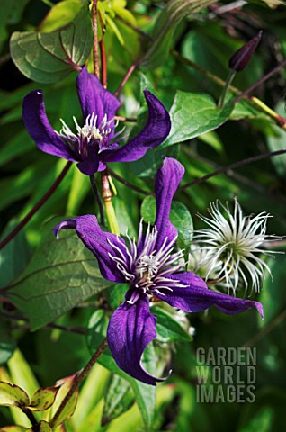 CLEMATIS_INSPIRATION_ZOIN
