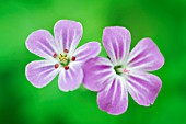 GERANIUM ROBERTIANUM