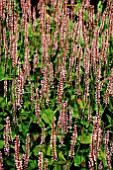 PERSICARIA AMPLEXICAULIS ROSEA