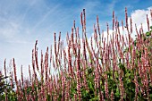 PERSICARIA AMPLEXICAULIS ROSEA