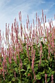 PERSICARIA AMPLEXICAULIS ROSEA