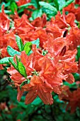 RHODODENDRON C.B. VAN NES