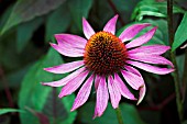 ECHINACEA PURPUREA RUBY GIANT