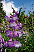 PENSTEMON ALICE HINDLEY