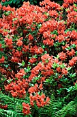 RHODODENDRON C.B. VAN NES