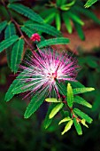 CALLIANDRA SELLOI