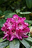 RHODODENDRON NERO