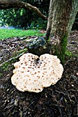 DRYADS SADDLE FUNGUS