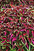 SOLENOSTEMON SCARLET RIBBONS