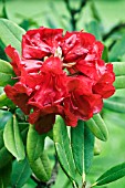 RHODODENDRON LEO