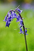 HYACINTHOIDES NON-SCRIPTA