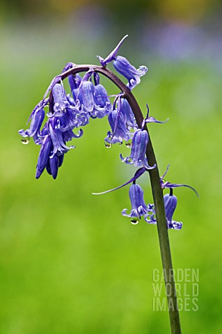 HYACINTHOIDES_NONSCRIPTA