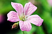 GERANIUM X OXONIANUM WARGRAVE PINK