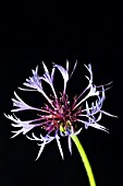 STUDIO SHOT OF A CENTAUREA