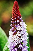 PRIMULA VIALII