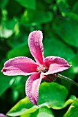 CLEMATIS PRINCESS DIANA