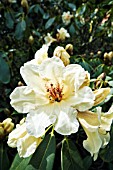 RHODODENDRON JALISCO ECLIPSE