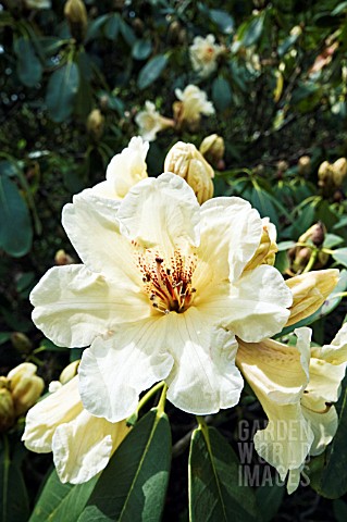 RHODODENDRON_JALISCO_ECLIPSE