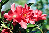 CAMELLIA FREEDOM BELL