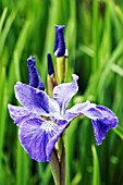 IRIS SIBIRICA ANNEMARIE TROEGER