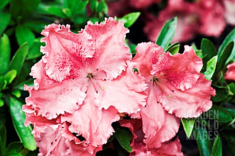 RHODODENDRON_GENERAL_WAVELL