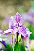 ROSCOEA CAUTLEYOIDES EARLY PURPLE