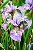 IRIS SIBCOLOR MAINESTREAM SPRING