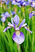 IRIS VERSATA ENFANT PRODIGE