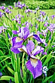 IRIS SIBCOLOR TANGO MUSIC