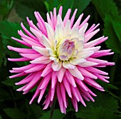 DAHLIA KENORA MAJESTIC