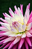 DAHLIA KENORA MAJESTIC