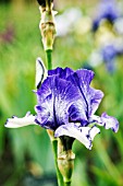 IRIS MIDNIGHT WEB