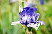 IRIS MIDNIGHT WEB