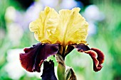 IRIS DWIGHT ENYS
