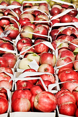 EATING_APPLES_FOR_SALE