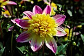 DAHLIA RYECROFT MARGE