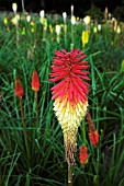 KNIPHOFIA SATURN