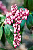 PIERIS JAPONICA KATSURA