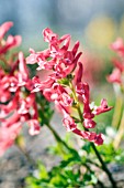 CORYDALIS SOLIDA FIRECRACKER