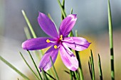 OLSYNIUM DOUGLASII