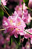 RHODODENDRON AIRY FAIRY