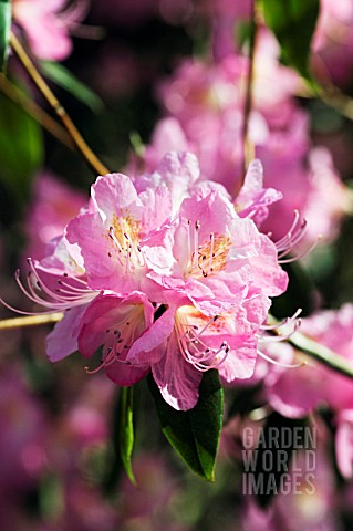 RHODODENDRON_AIRY_FAIRY