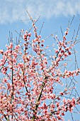 PRUNUS OKAME